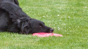 dog frisbee